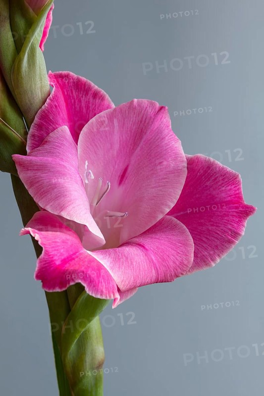 Gladiolus (Gladiolus sp.)
