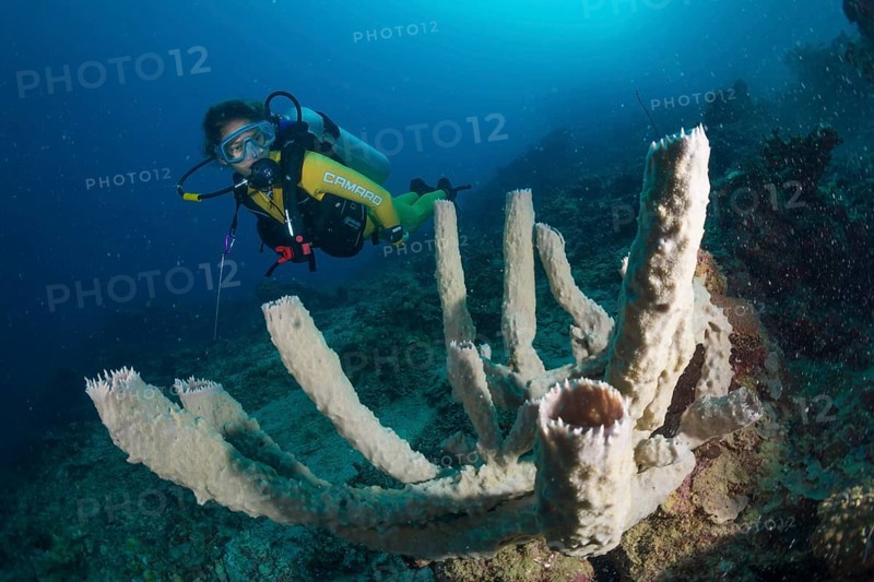 Scuba diver looking at a giant vase sponge (Callyspongia sp)