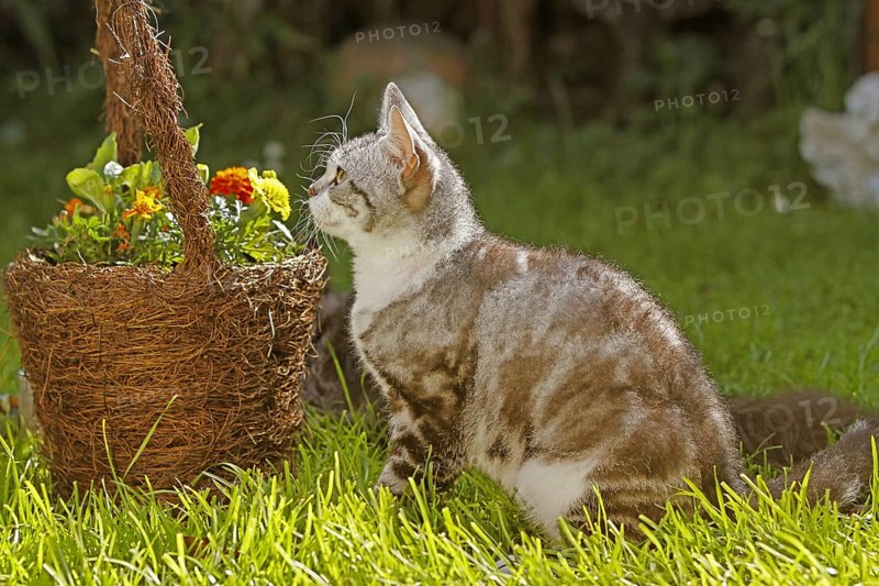 American Wirehair cat next to flower basket