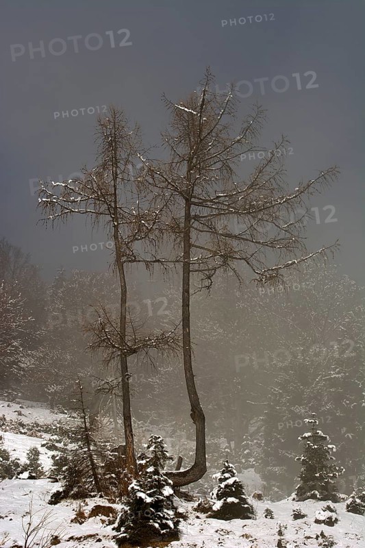 European larches (Larix decidua) in fog in winter