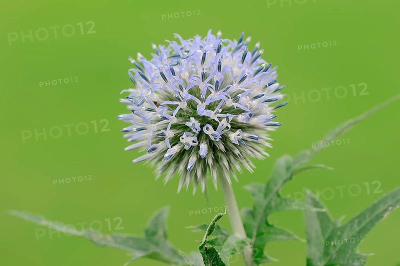 Small Globe Thistle (Echinops ritro)
