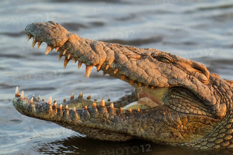 Nile Crocodile (Crocodylus niloticus)