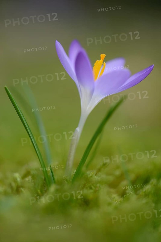 Early Crocus (Crocus tommasinianus)
