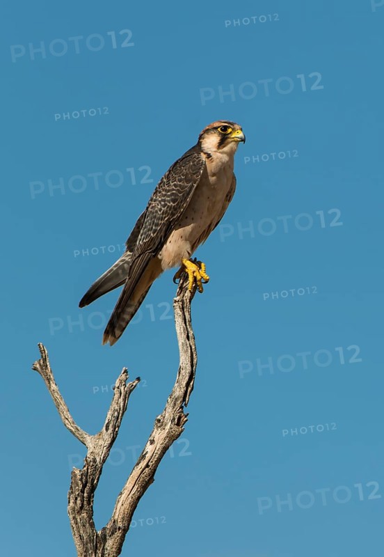 Lanner Falcon (Falco biarmicus)