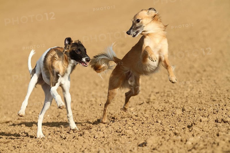 Silken Windsprite male dogs playing on a field