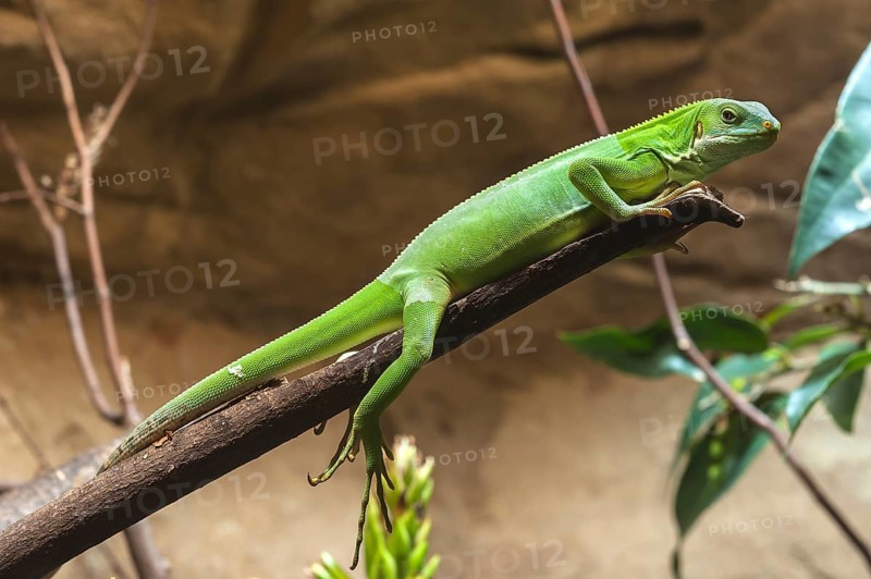 Banded Iguana or Fiji Banded Iguana (Brachylophus fasciatus) in a terrarium