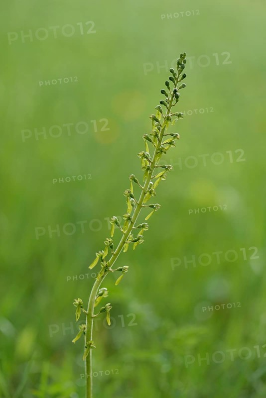 Common Twayblade (Neottia ovata)