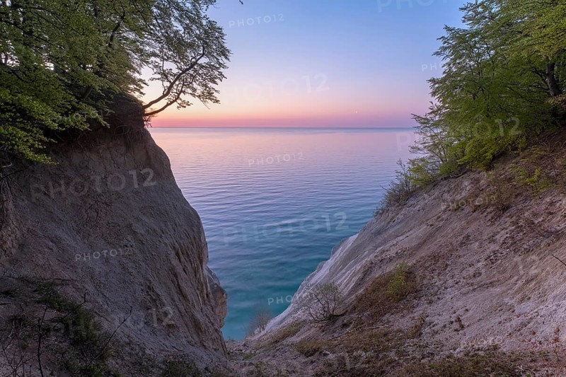Common beeches (Fagus sylvatica) in the morning light at the chalk coast of Mons Klint