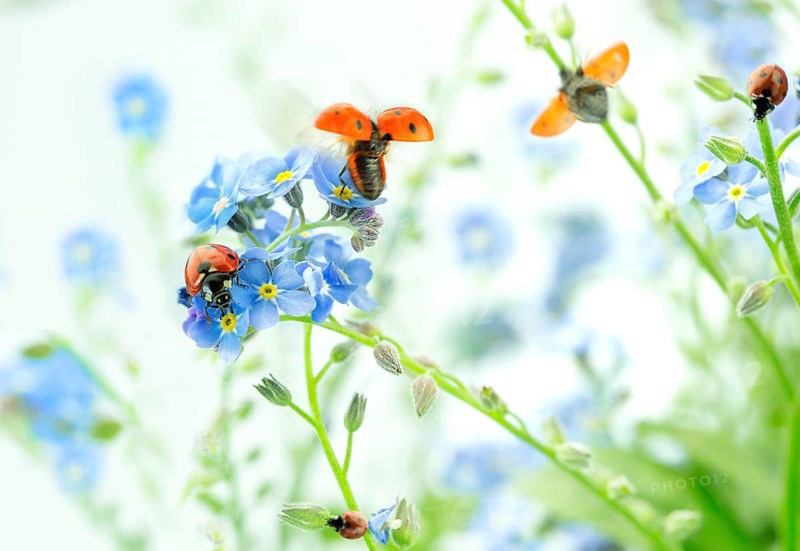 Ladybirds on Forget-me-not flowers