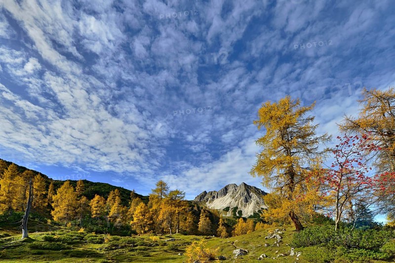 Larch forest (Larix decidua)