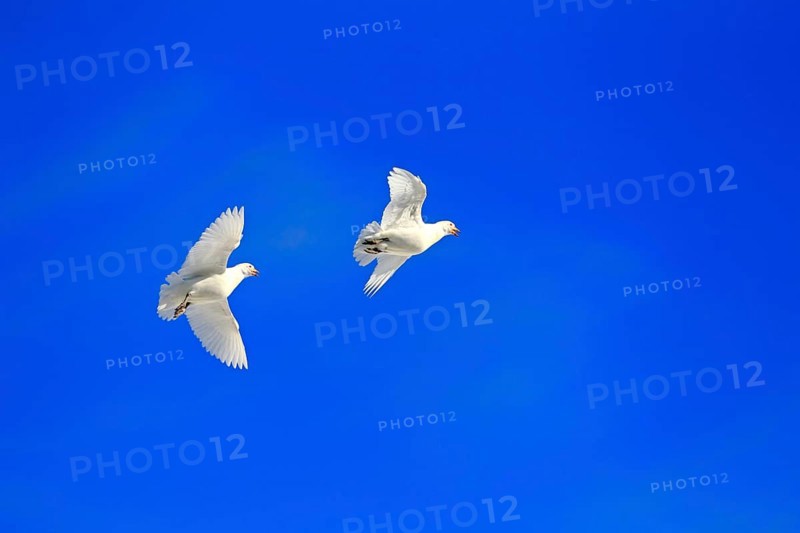 Snowy Sheathbill (Chionis alba)
