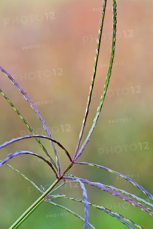 hairy crabgrass (Digitaria sanguinalis)