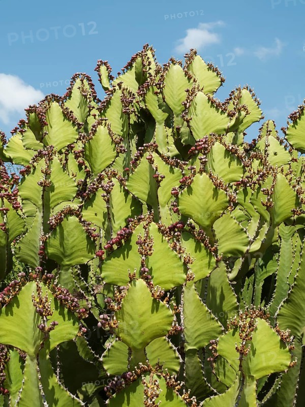 Transvaal Candelabra Euphorbia (Euphorbia cooperi)