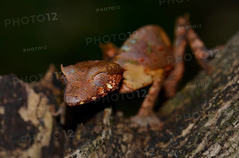 Satanic Leaf Tailed Gecko (Uroplatus phantasticus)