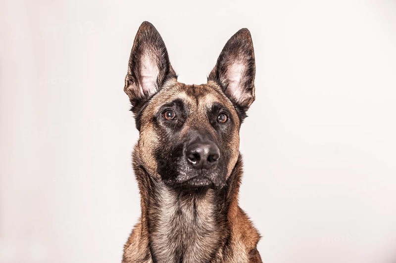 Malinois or Belgian Shepherd Dog