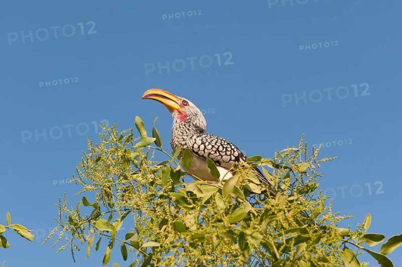Eastern Yellow-billed Hornbill (Tockus flavirostris)