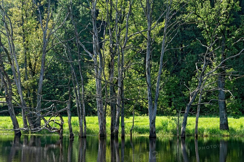 Dead trees on the moor lake in the Seachtn kettle-hole mire in Andechs