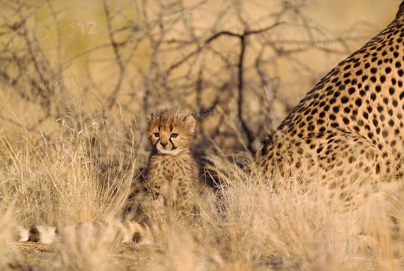 Cheetah (Acinonyx jubatus)