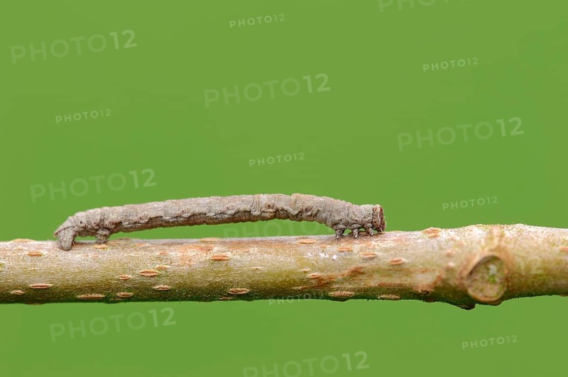 Caterpillar