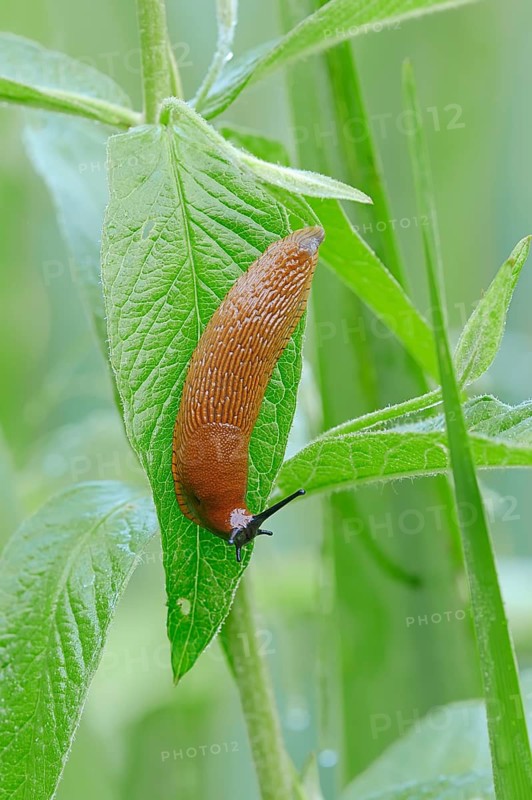 Large Red Slug (Arion rufus)
