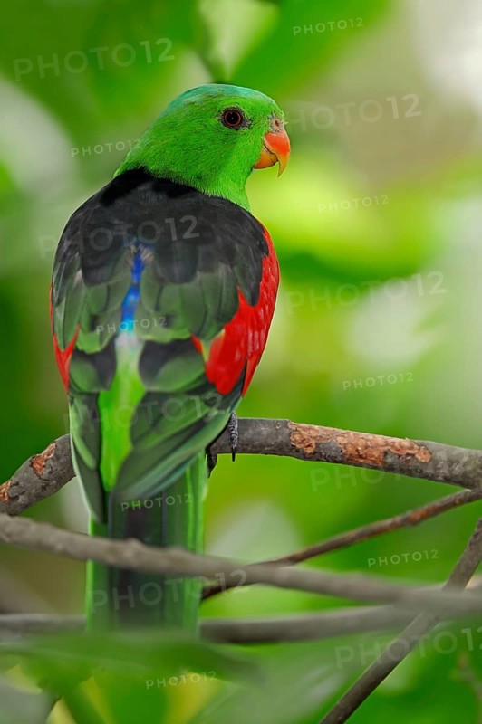Red-winged Parrot (Aprosmictus erythropterus)