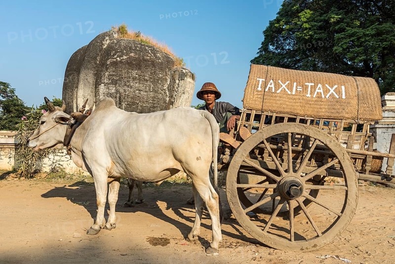 Oxcart taxi parked in front of the ruins of the half-lion Chinthe
