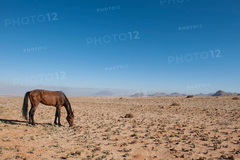 Wild horse in the Namib Desert