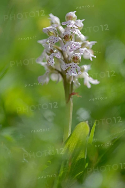 Milky Orchid (Orchis lactea)