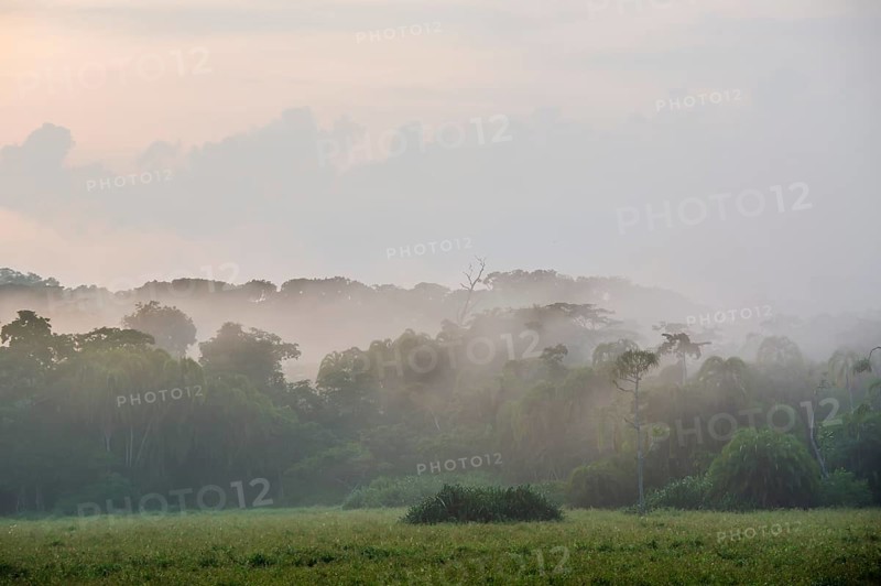Fog over a clearing in the rain forest after a cloudburst