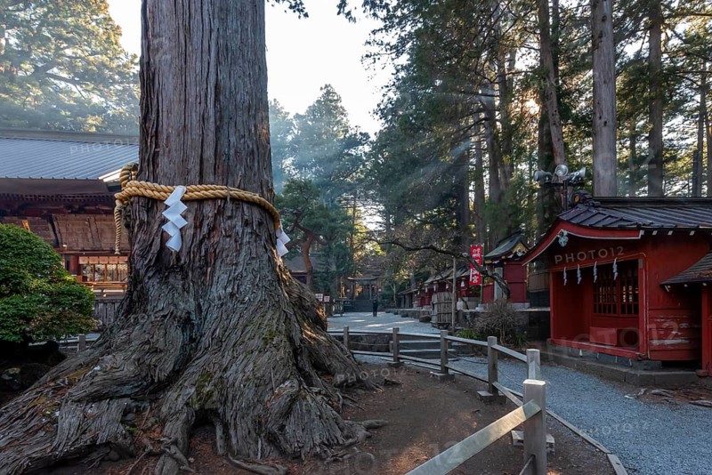 Saint Tree