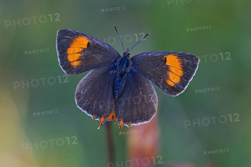 Brown Hairstreak (Thecla betulae)