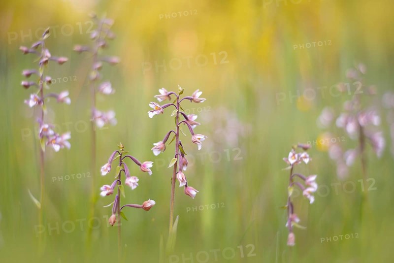 Marsh Helleborine (Epipactis palustris) in a marsh area