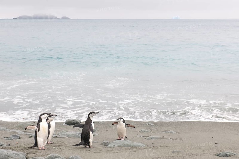 Chinstrap Penguins (Pygoscelis antarcticus)