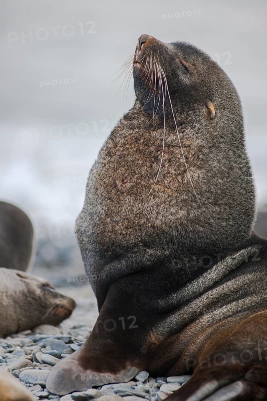 Antarctic Fur Seal (Arctocephalus gazella)