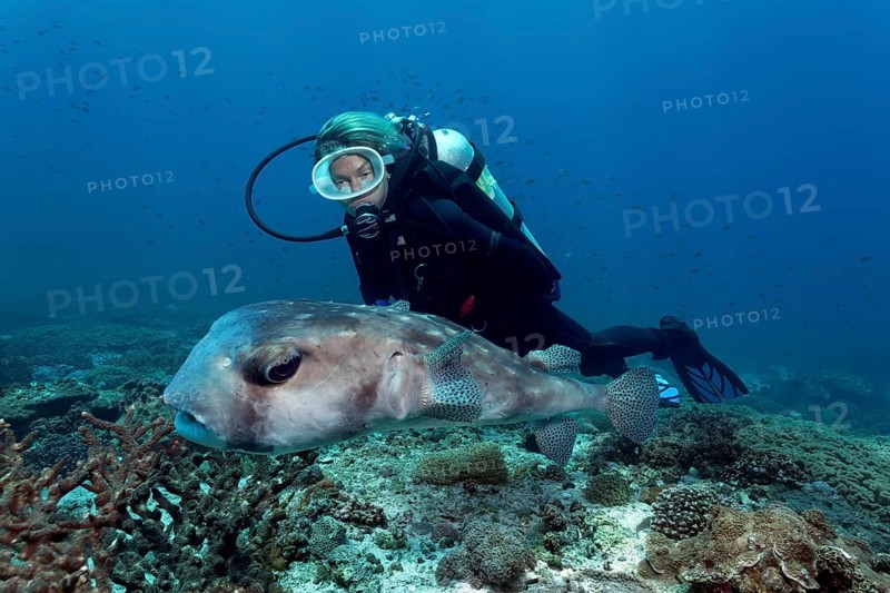 Female scuba diver looking at a Spotfin Burrfish or Pacific Burrfish (Chilomycterus affinis) above a coral reef
