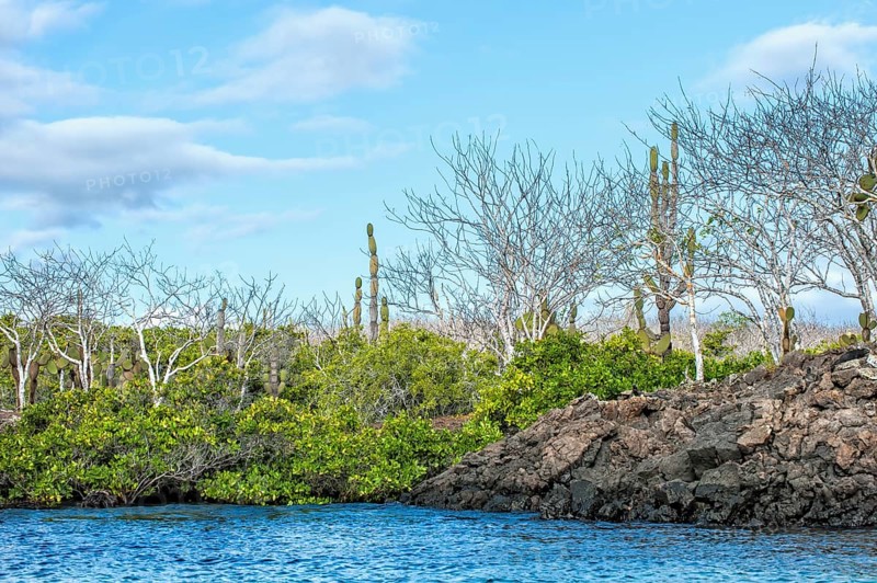 Palo Santo trees (Bursera graveolens) and Red Mangroves (Rhizophora mangle)