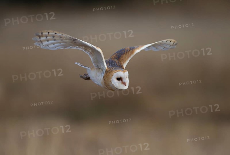 Barn Owl (Tyto alba) in flight