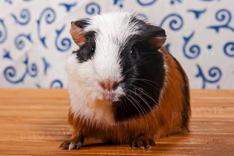 American Crested Guinea Pig