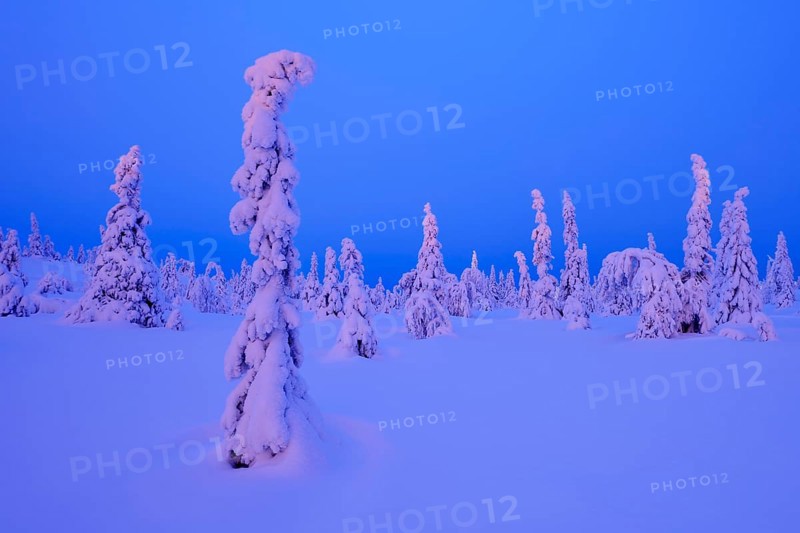 Trees in a snow-covered winter landscape