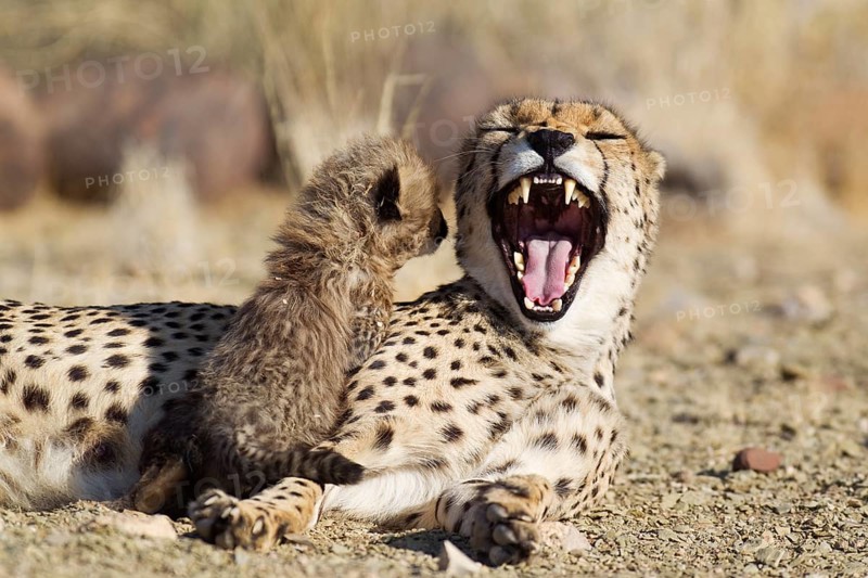 Cheetah (Acinonyx jubatus)