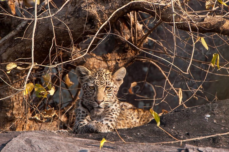 Young Leopard (Panthera pardus)