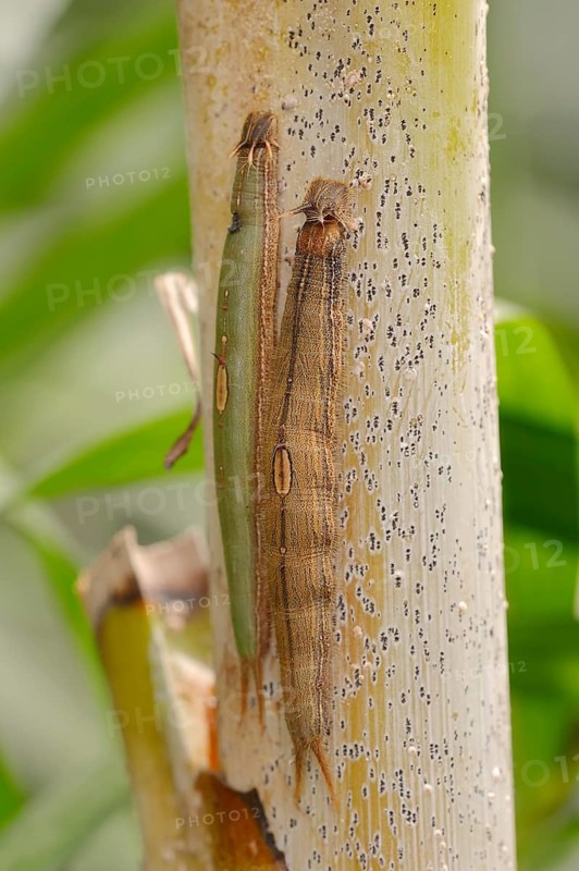 Caterpillars of the Pale Owl or Giant Owl butterfly (Caligo memnon)