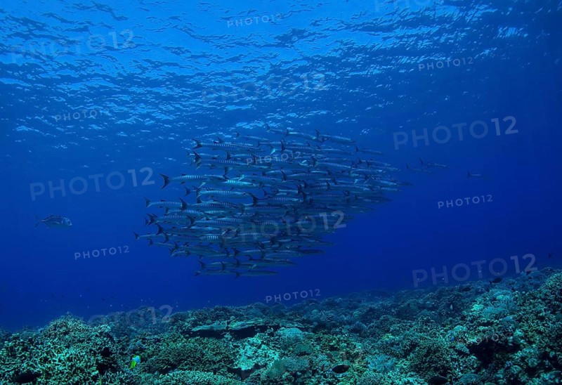 School of Blackfin Barracuda (Sphyraena qenie)