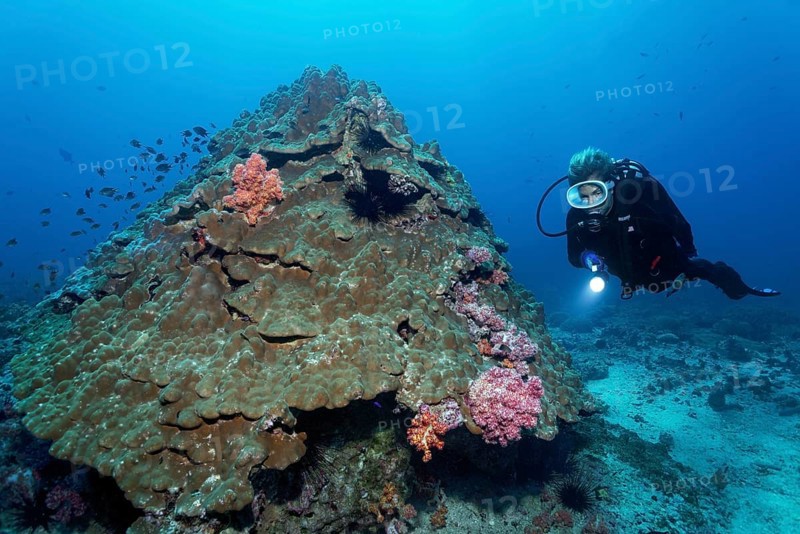 Soft corals growing on stony corals