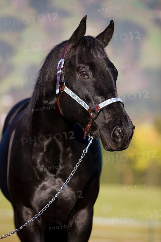 Quarter Horse wearing a show halter