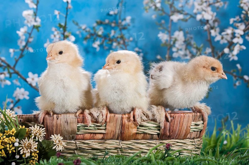 Domestic fowl chicks