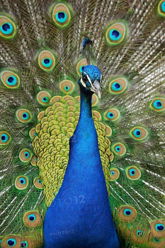 Indian Peafowl or Blue Peafowl (Pavo cristatus)