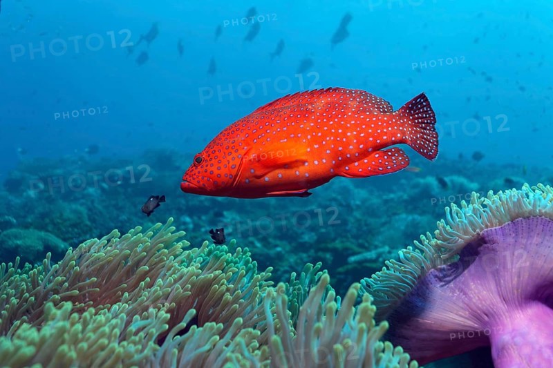 Coral Grouper (Cephalopholis miniata) on a coral reef