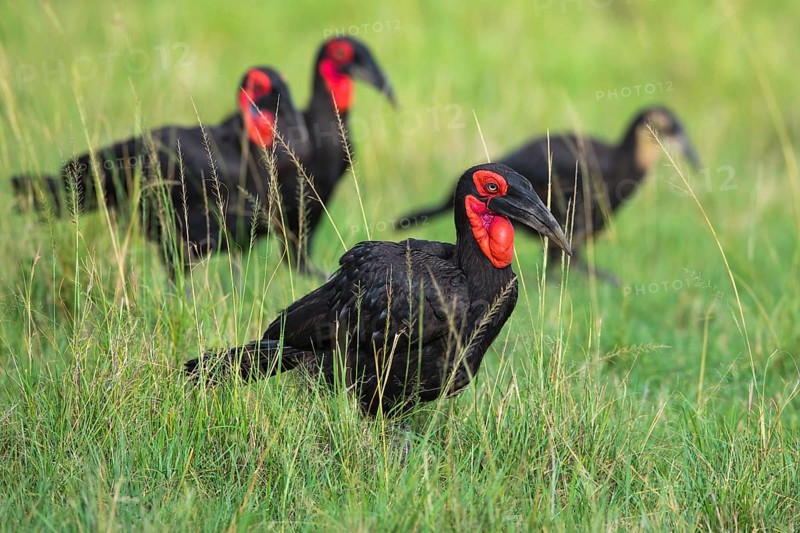 Southern ground hornbills (Bucorvus leadbeateri)