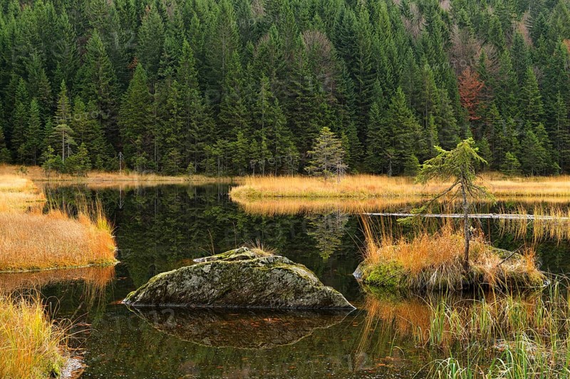 Autumn in the Naturschutzgebiet Kleiner Arbersee nature reserve